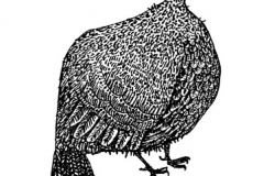 9_dindon